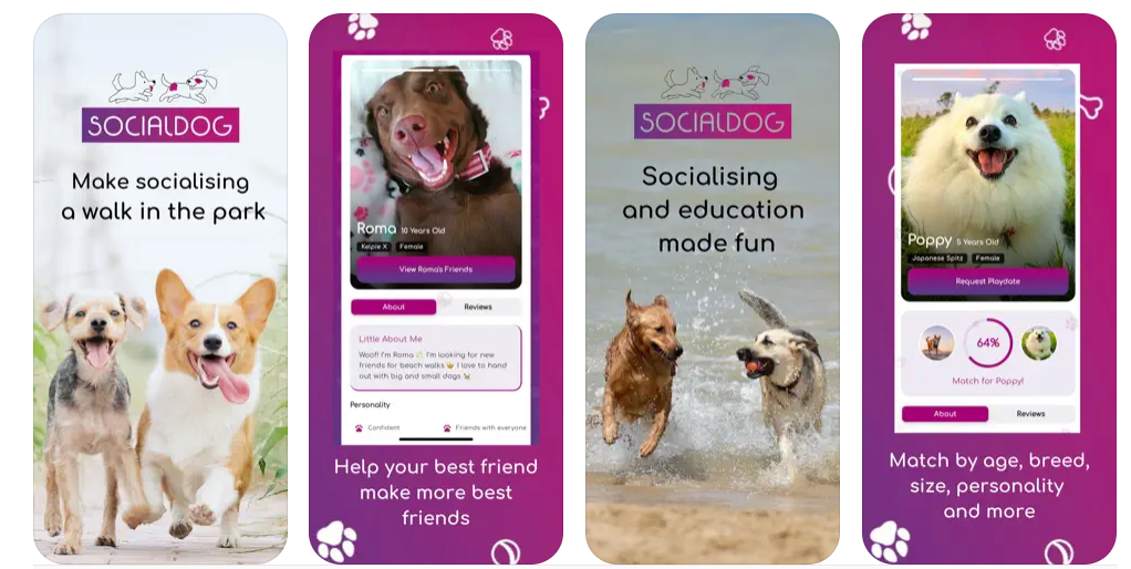 Social Dog dashboard with analytics and scheduling UI